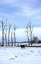 Snowy Cow
